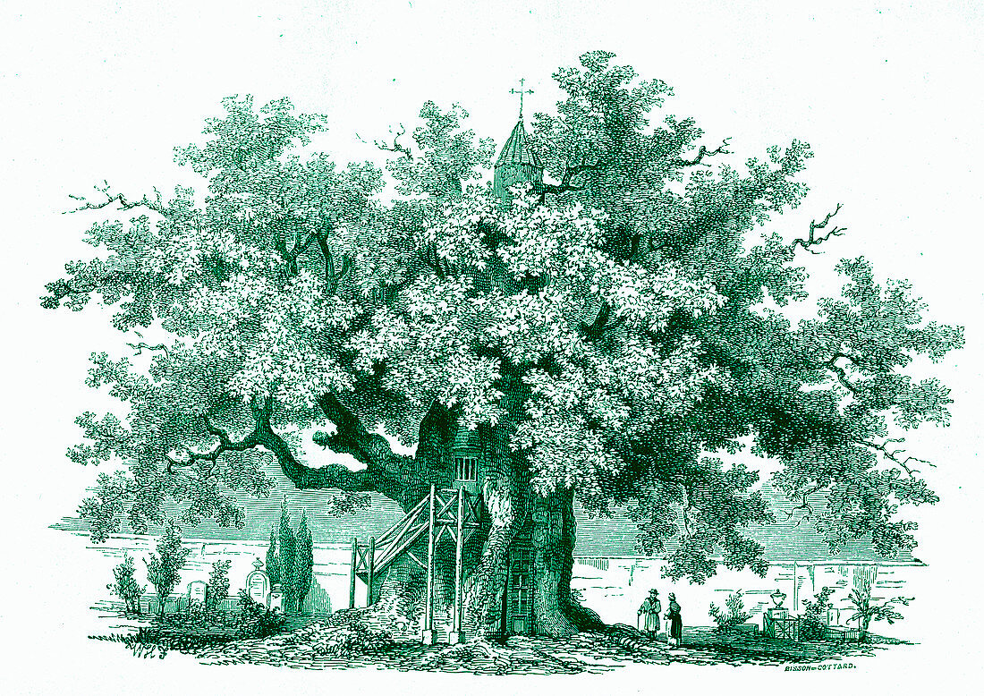 Oak treehouse, 19th Century illustration