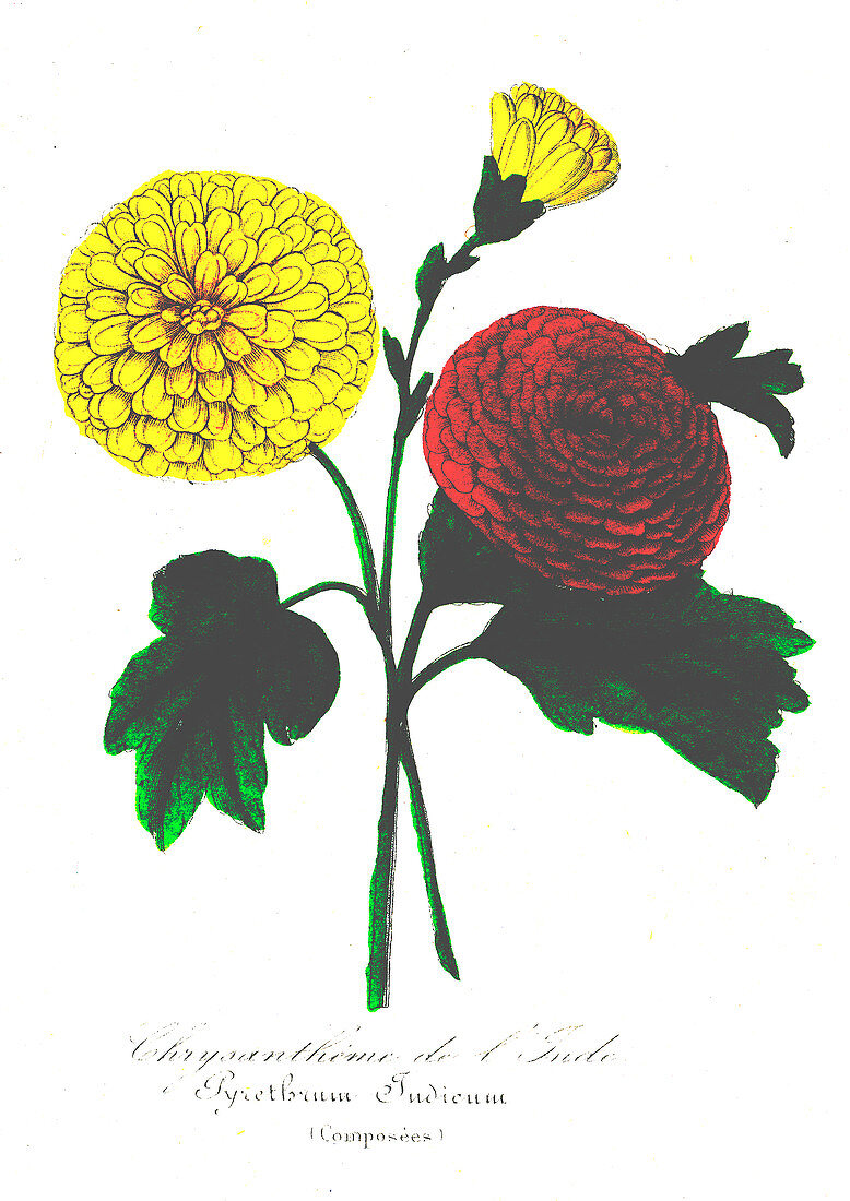 Pyrethrum indicum, 19th Century illustration