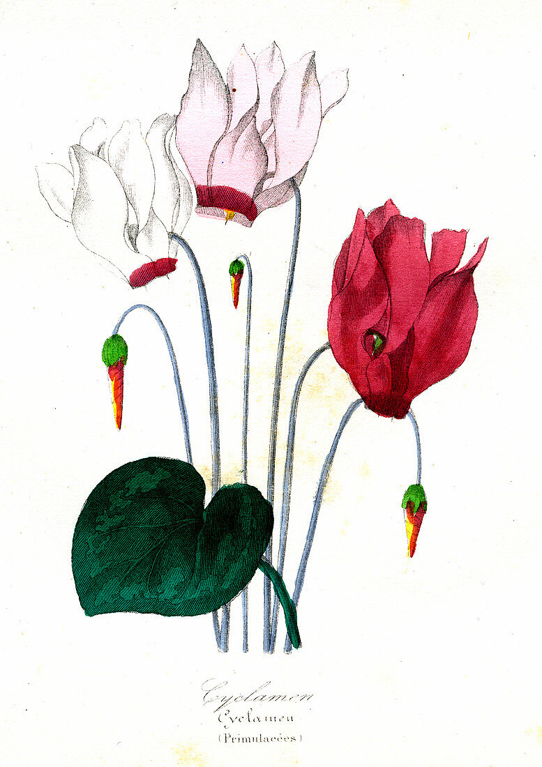 Cyclamen sp. in flower, 19th Century illustration