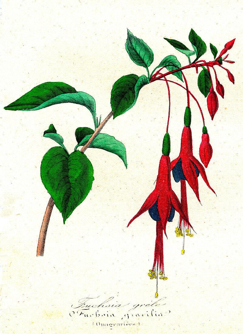 Fuchsia gracilis, 19th Century illustration