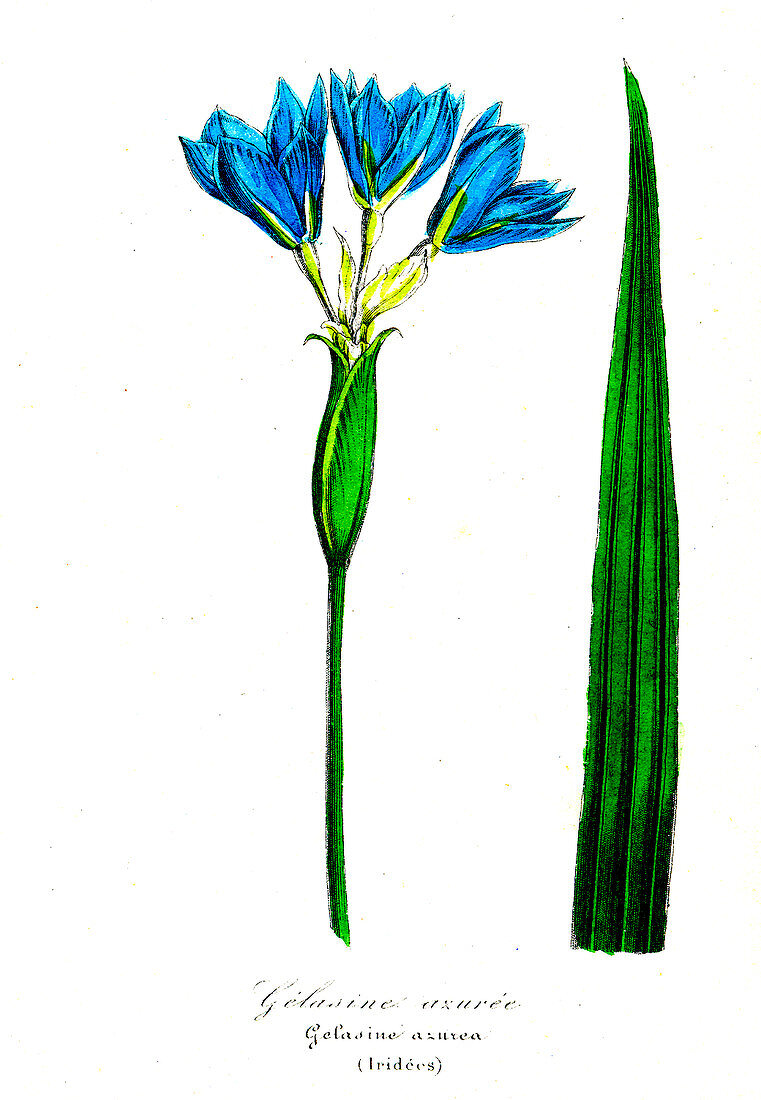 Iris (Gelasine azurea), 19th Century illustration