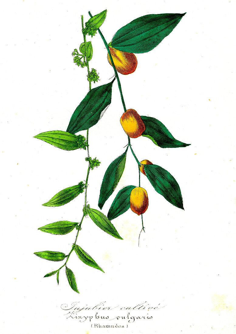 Buckthorn (Zizyphus vulgaris), 19th C illustration