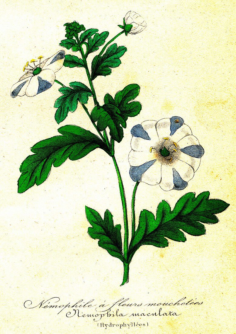 Fivespot (Nemophila maculata), 19th C illustration