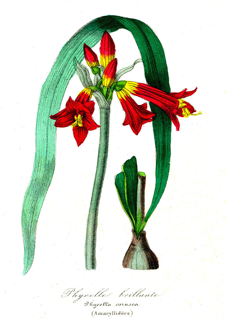 Phycella corusca in flower, 19th C illustration