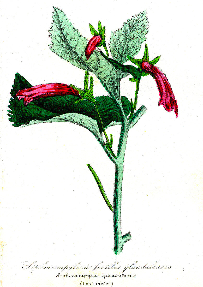 Bellflower, 19th Century illustration