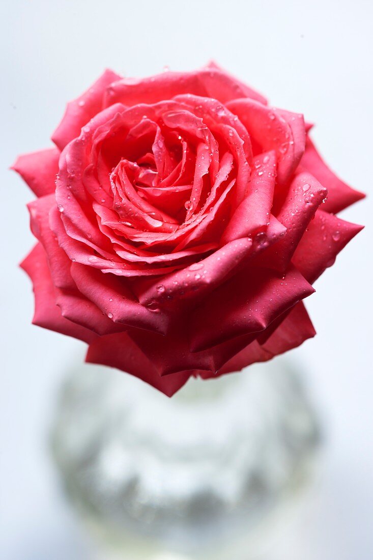 Rose (Rosa 'Barbados')