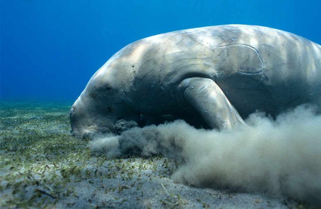 Dugong feeding