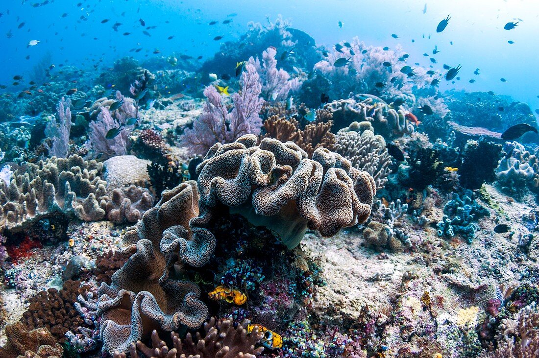 Sarcophyton corals on a reef