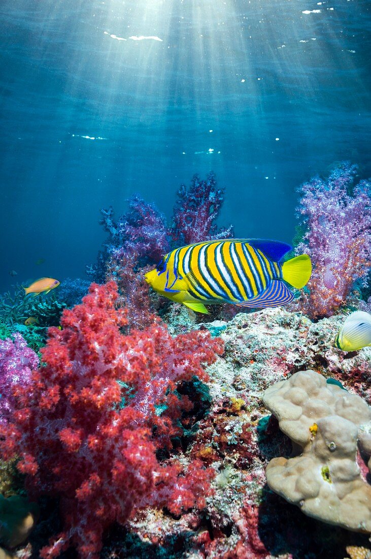 Angelfish and soft corals on a reef