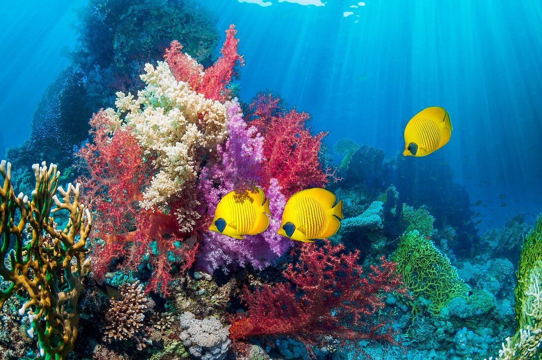Butterflyfish and soft corals on a reef