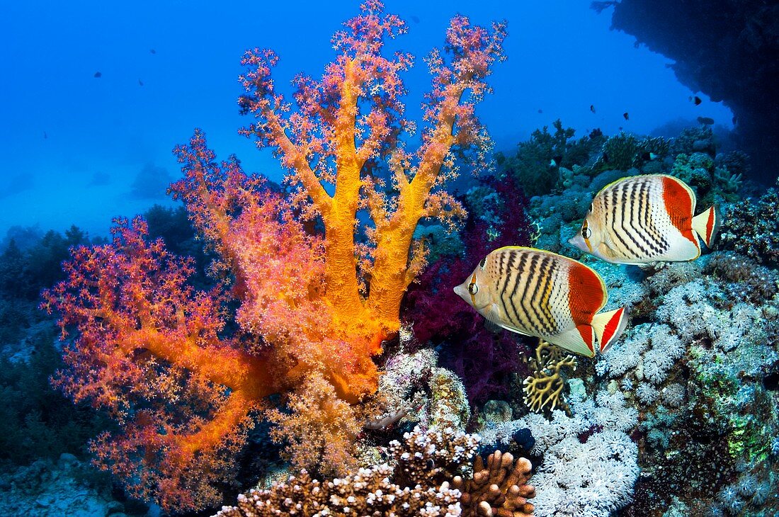 Soft corals and butterflyfish on a reef