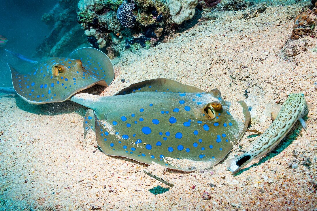 Bluespotted ribbontail rays