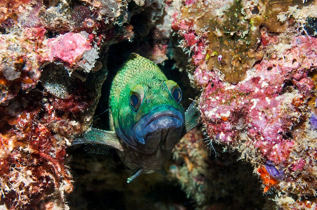 Specklefin grouper hiding in coral