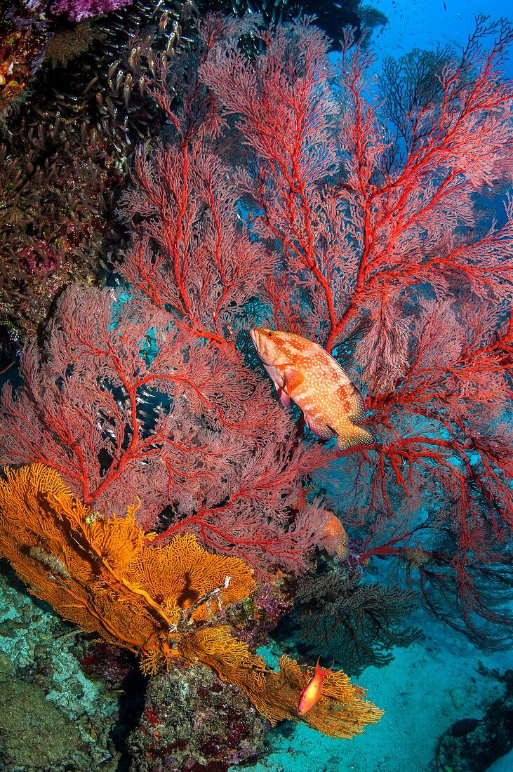 Coral hind lying in ambush