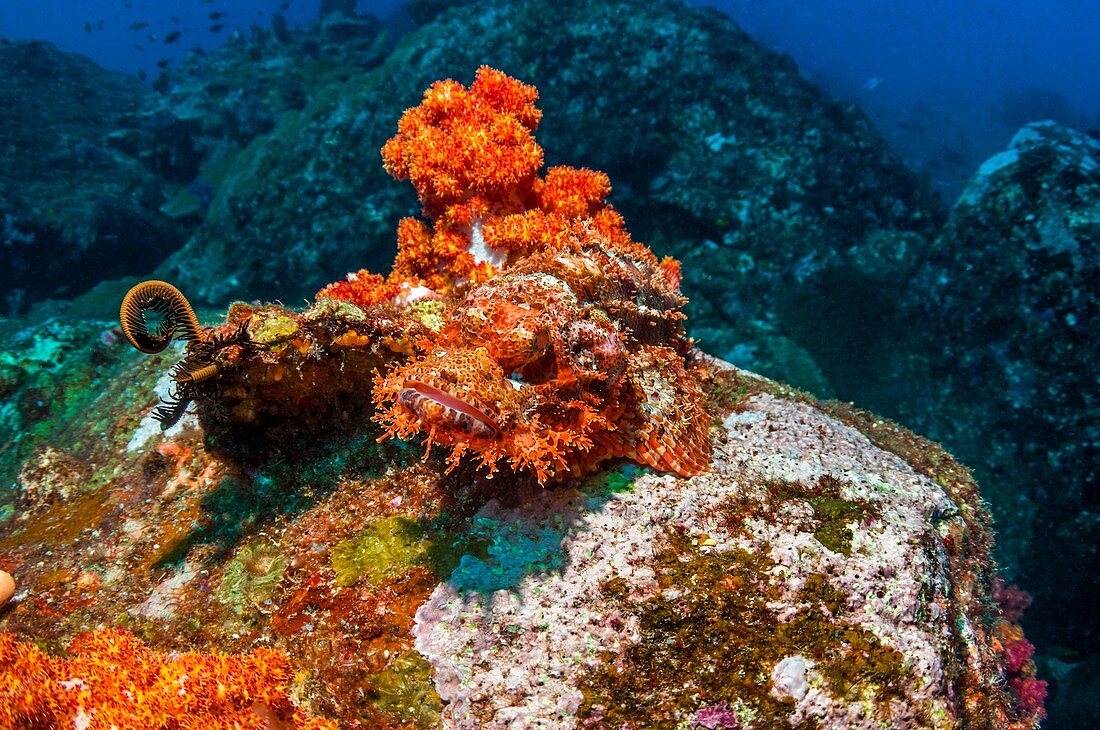 Tasseled scorpionfish camouflaged on coral
