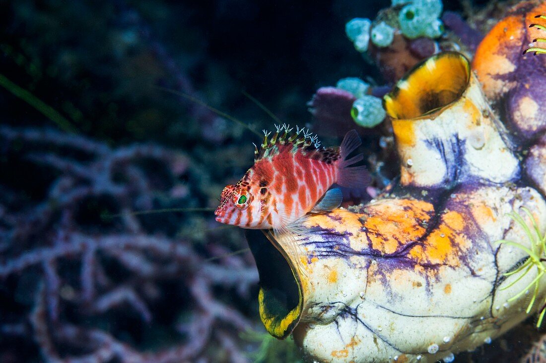 Spotted hawkfish on a sea squirt