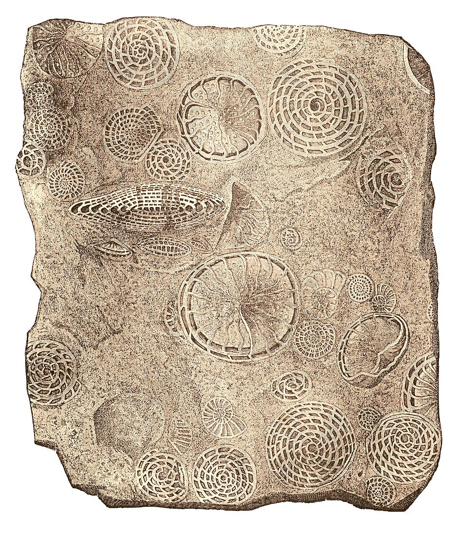 Foraminifera illustration