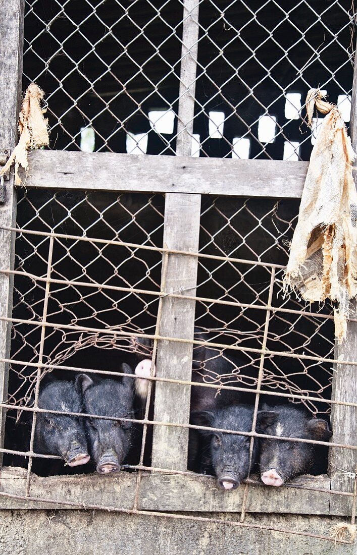 Pigs in a pigsty in Vietnam