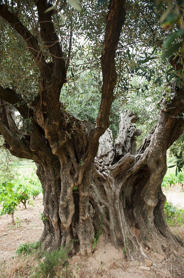 2000 jähriger Olivenbaum in den Reben bei Lugné (Cessenon-s-Orb, AOC St. Chinian)