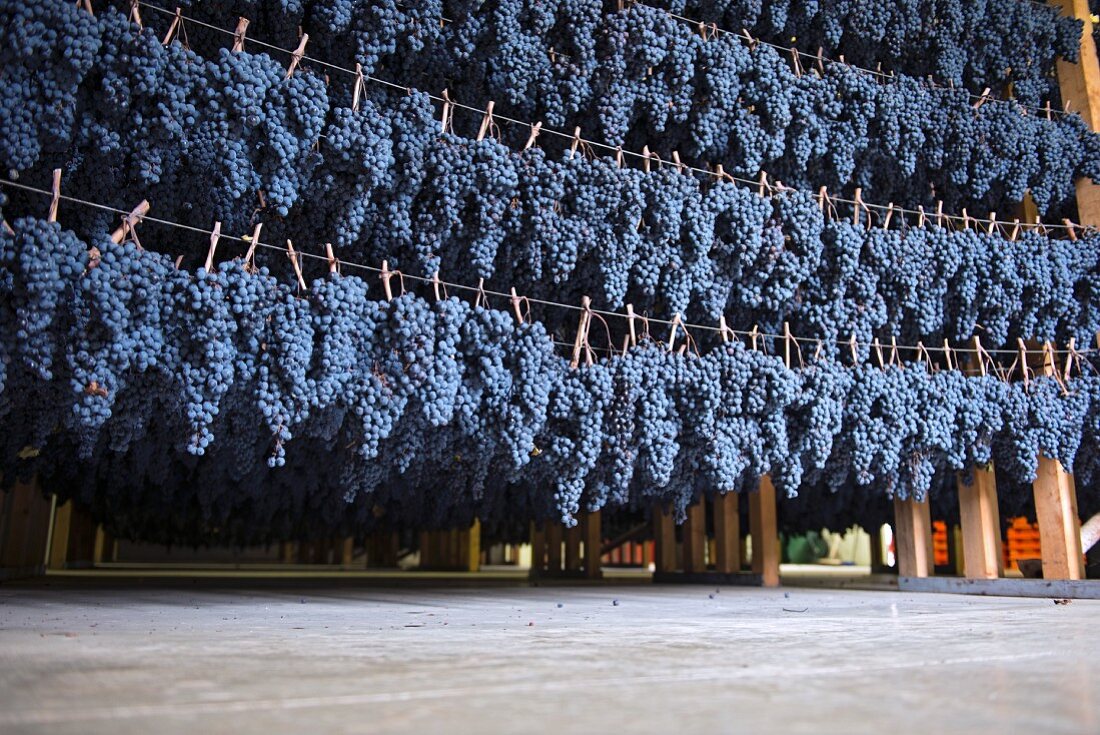 Vernaccia di Serrapetrona, apassimento: grapes suspended for drying (Italy)