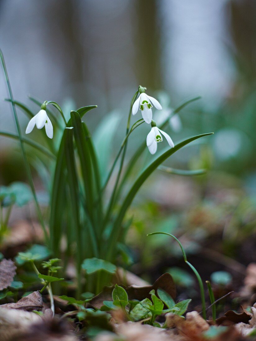 Schneeglöckchen im Wald