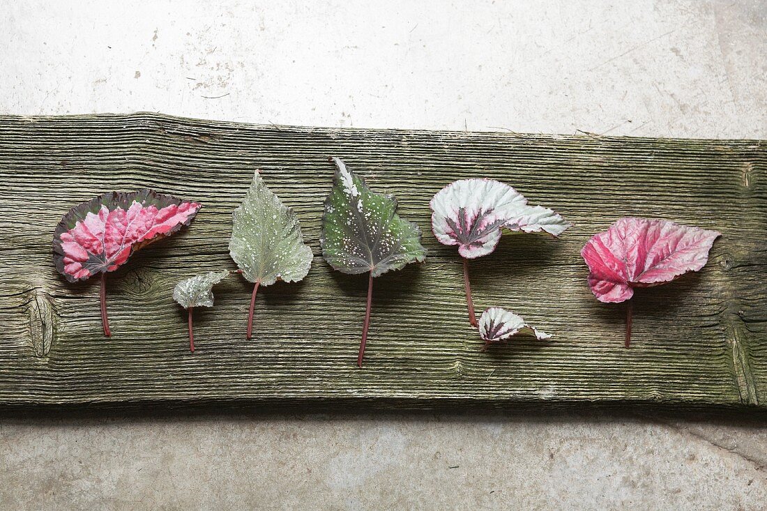 Arrangement of various Rex begonia leaves lying on wooden board