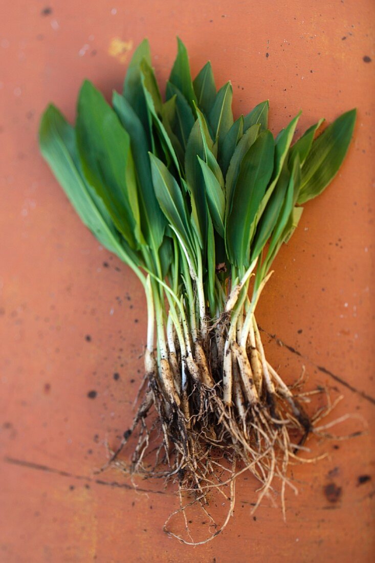 A bunch of young wild garlic with onions and roots