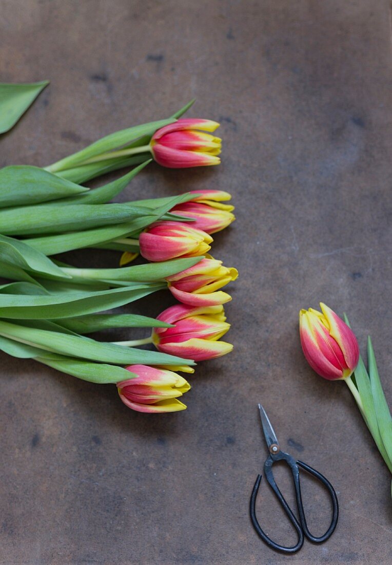 Tulpen mit Schere