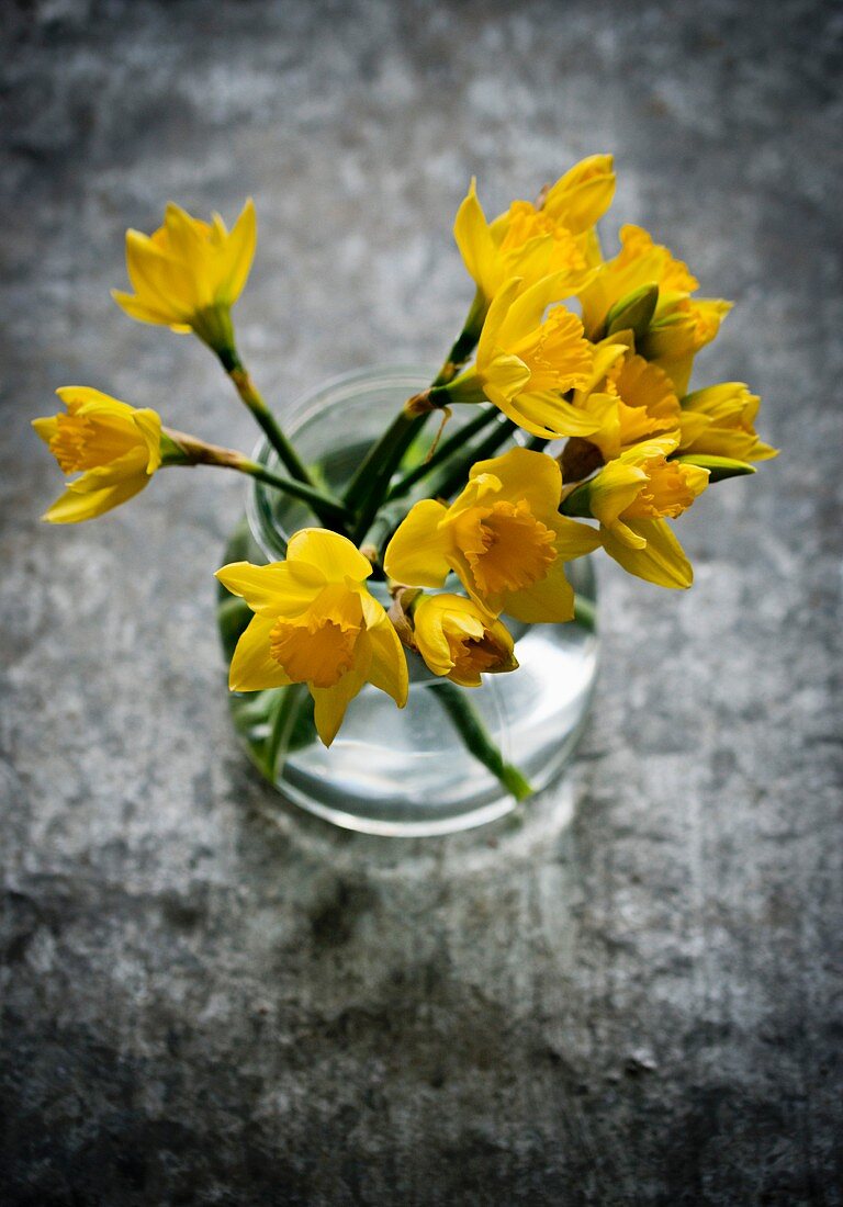 Daffodils in a glass of water