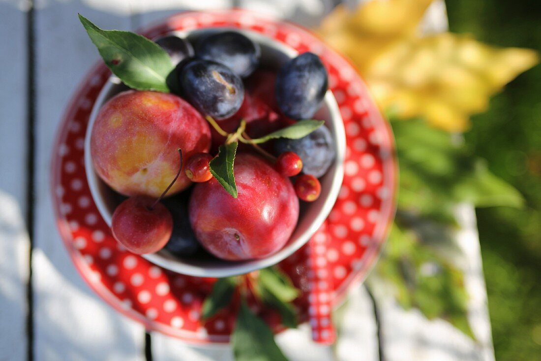Fresh plums in a bowl on a garden table