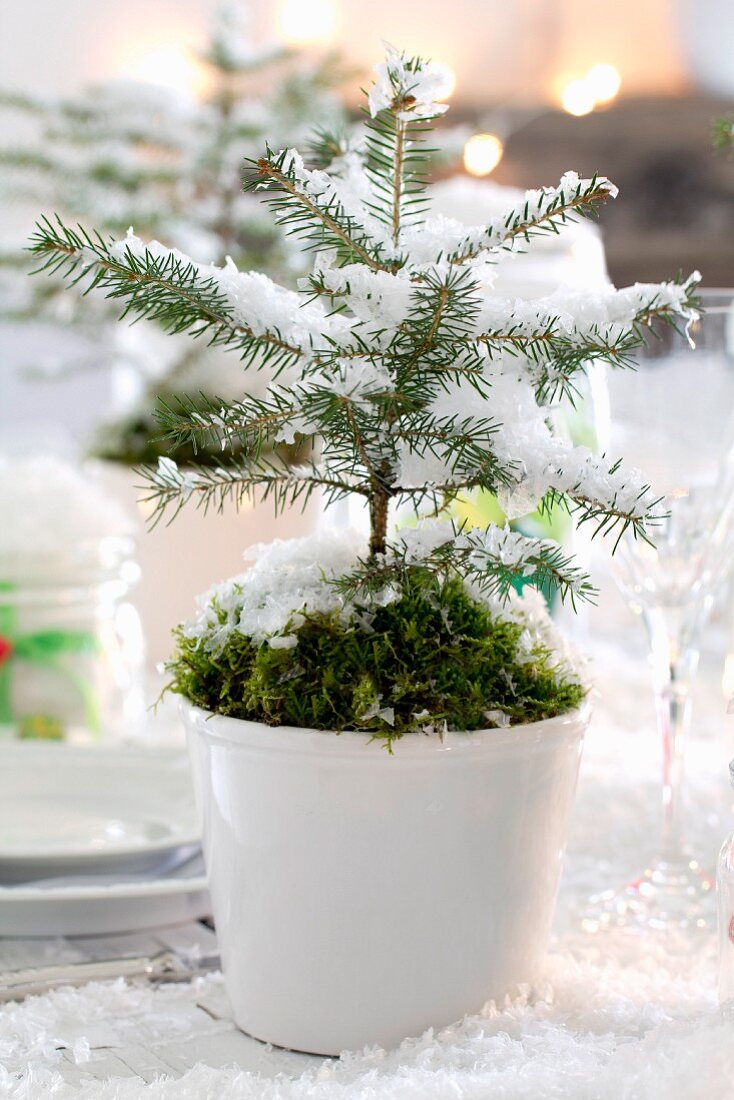 Small potted fir tree decorated with moss and artificial snow