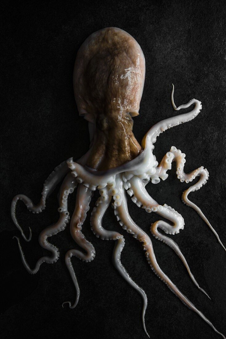 A whole octopus, view from above