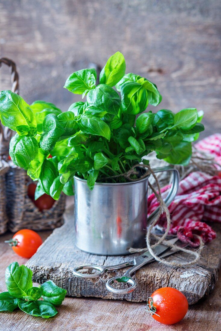 Bunch of fresh basil