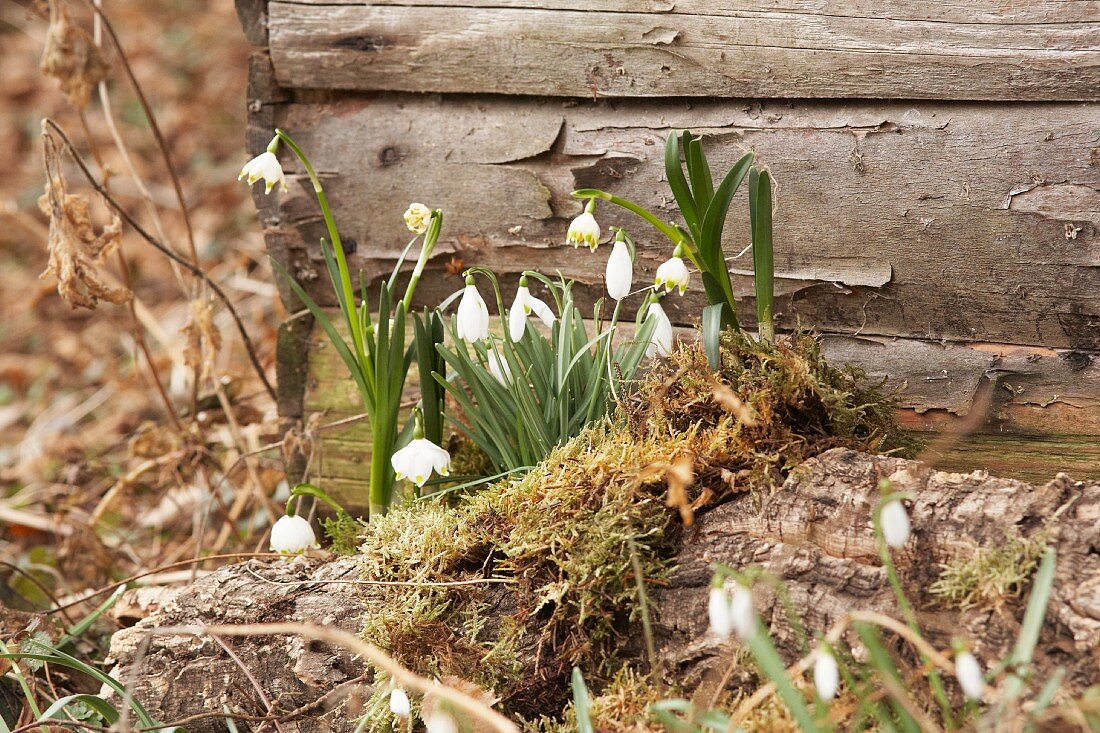 Harbingers of spring: Snowdrops and spring snowflake amongst moss against wooden wall