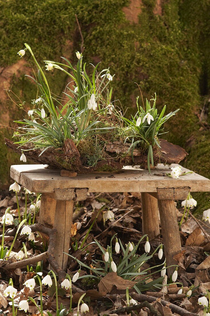Snowdrops and spring snowflake planted in bark