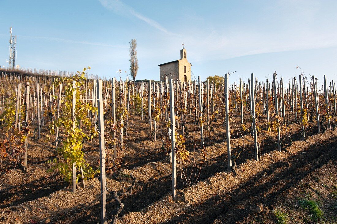 The vineyard of Chapoutier with the chapel behind it, the landmark of the Paul Jaboulet Aine winery