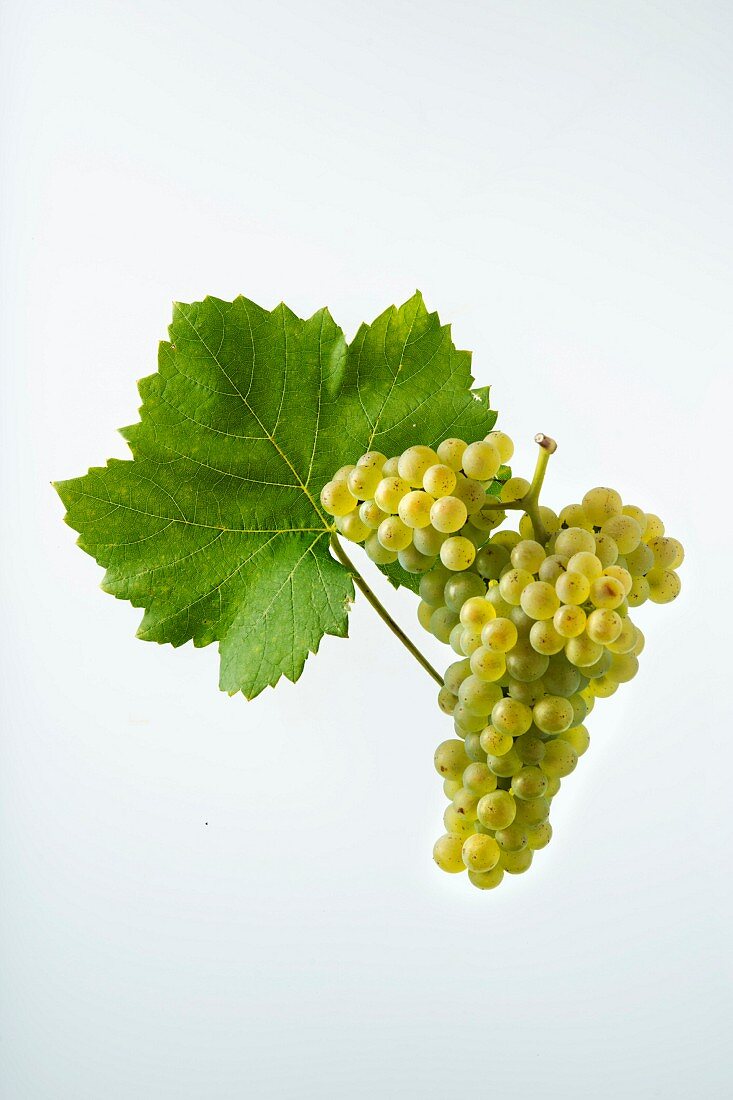 The Petite Arvine grape with a vine leaf