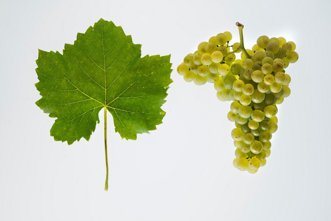 The Petite Arvine grape with a vine leaf