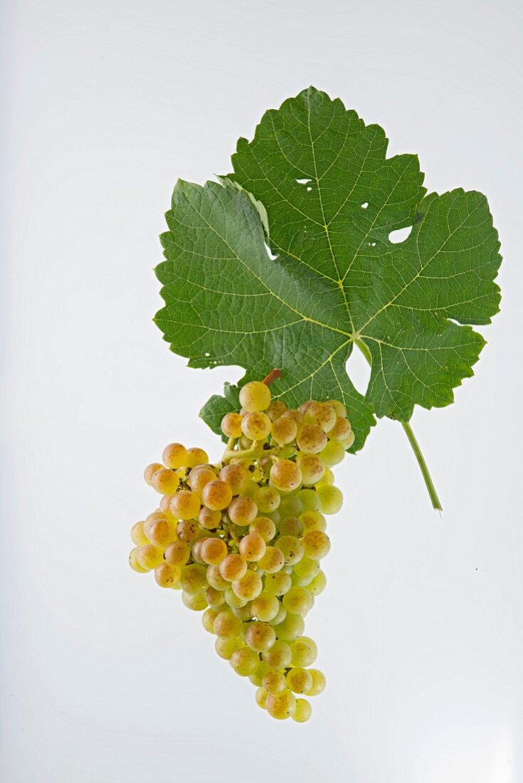 The Valais Ermitage grape with a vine leaf, Marsanne