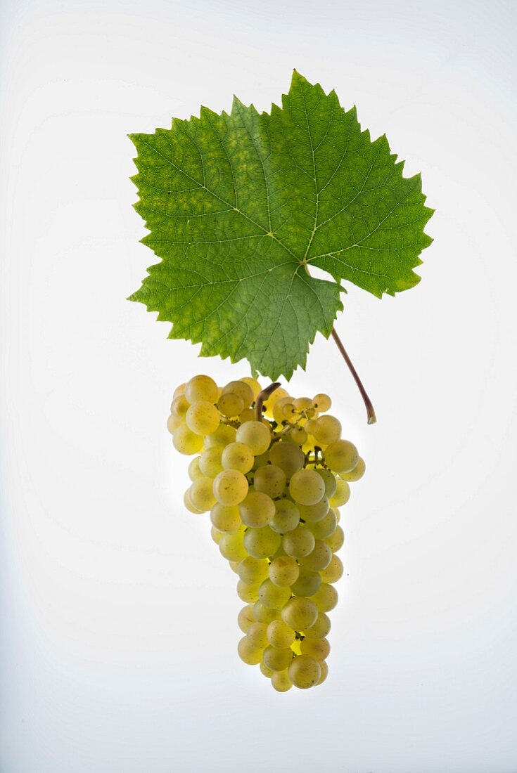The Gwäss or Gouais blanc very old Hunnic grape variety that was commonly used in the past