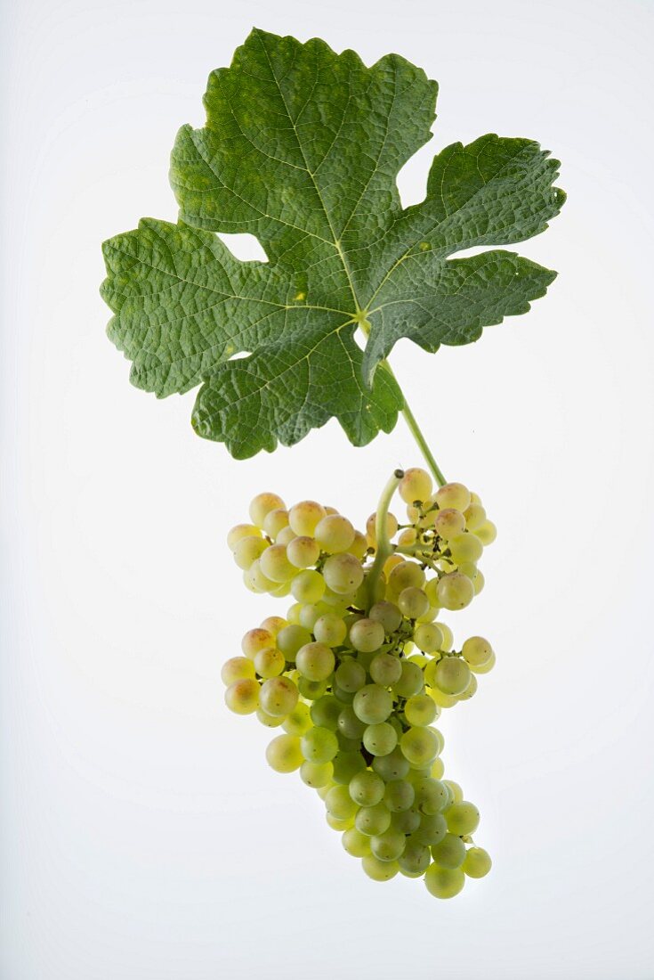 The Rousanne grape with a vine leaf