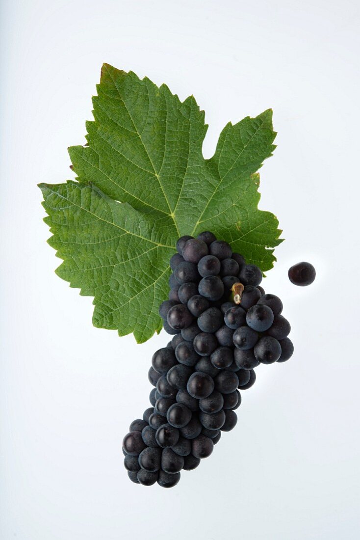 The Humagne Rouge grape with a vine leaf (Cornalin d'Aoste )