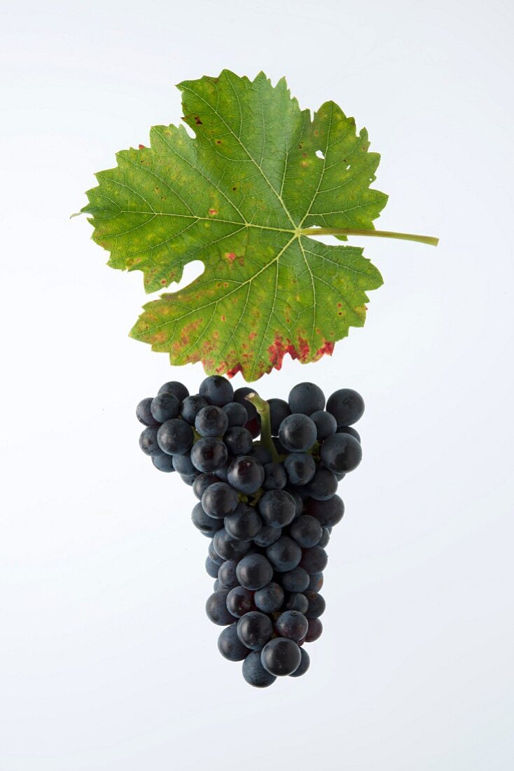 The Durize or Rouge de Fully grape with a vine leaf