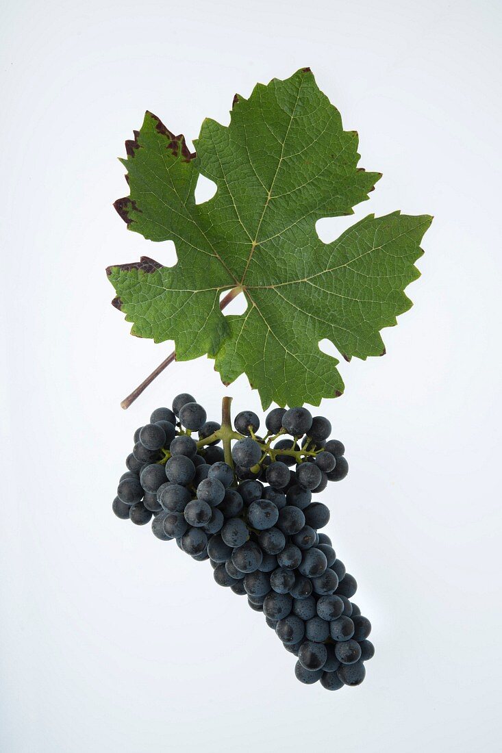 The Carminoir grape with a vine leaf