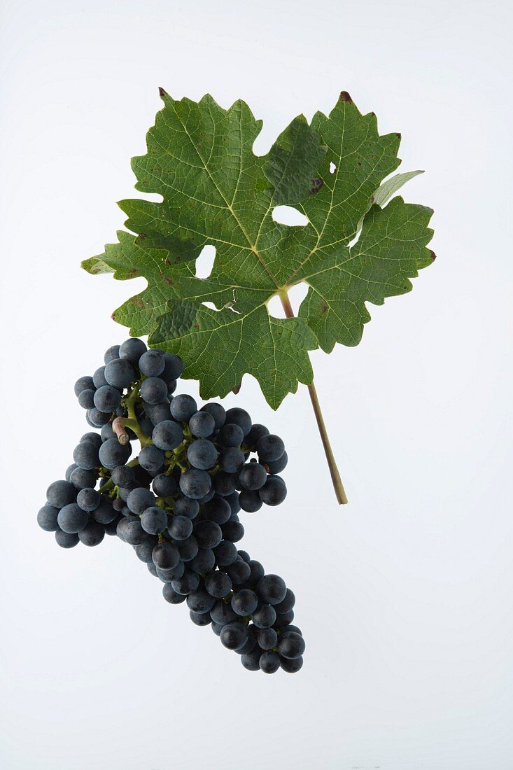 Cabernet Sauvignon grapes with a vine leaf