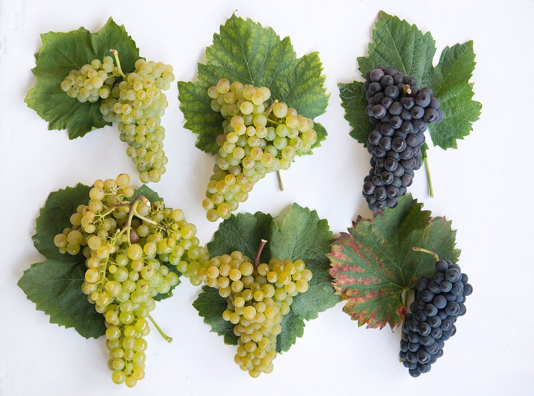 Various old Valais grape varieties with wine leaves