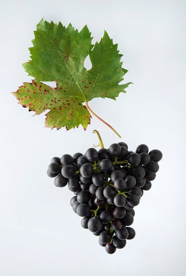The Bondola grape with a vine leaf