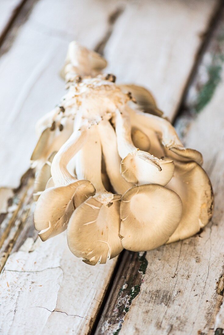 Fresh oyster mushrooms on a weathered wooden background