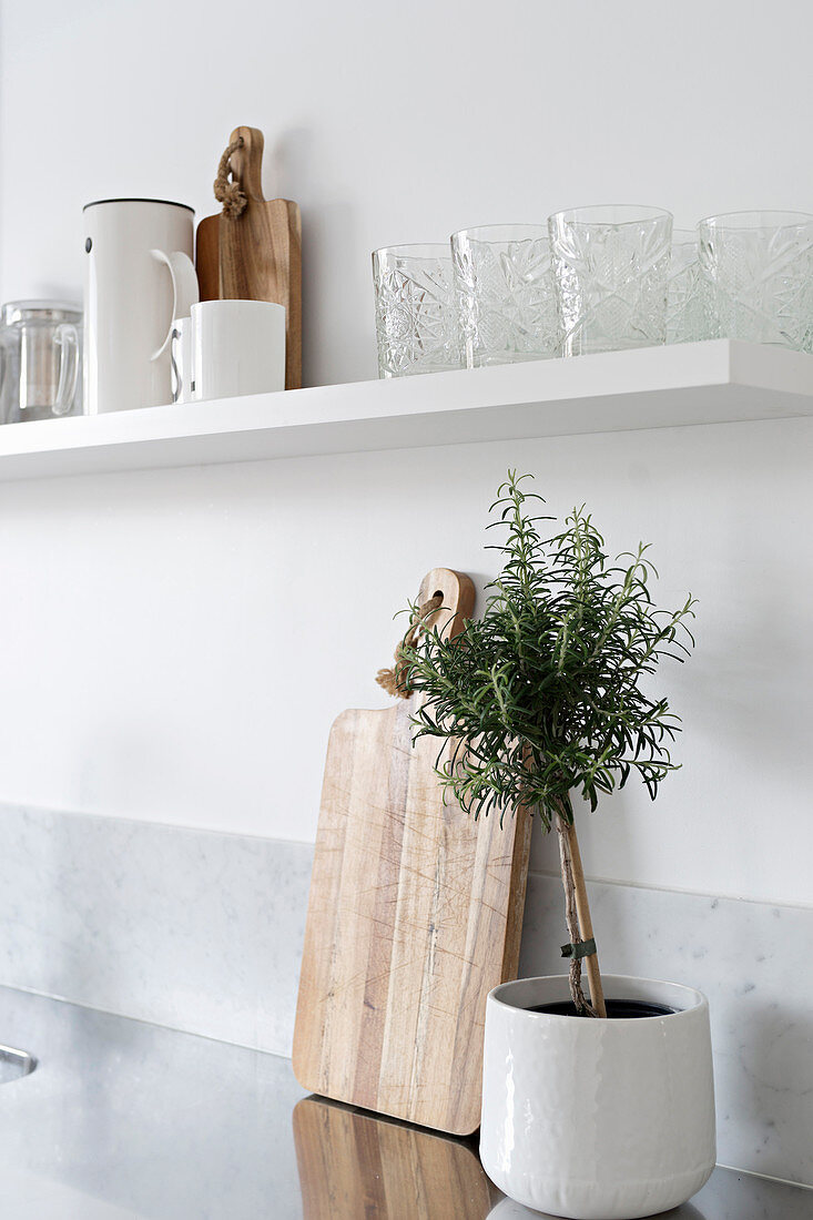 Small standard rosemary in white pot below white kitchen shelf