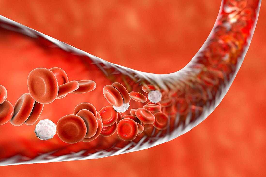 Blood vessel with blood cells, illustration